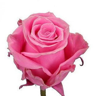 ROSE WAXED PINK