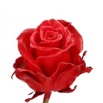 ROSE WAXED RED