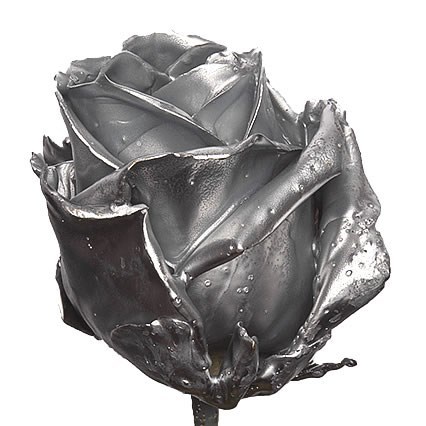 ROSE WAXED SILVER