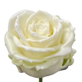 ROSE WAXED WHITE