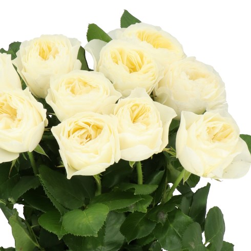 ROSE WHITE VUVUZELA