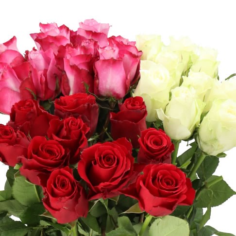 ROSE XMAS MIX (SMALL HEADS)