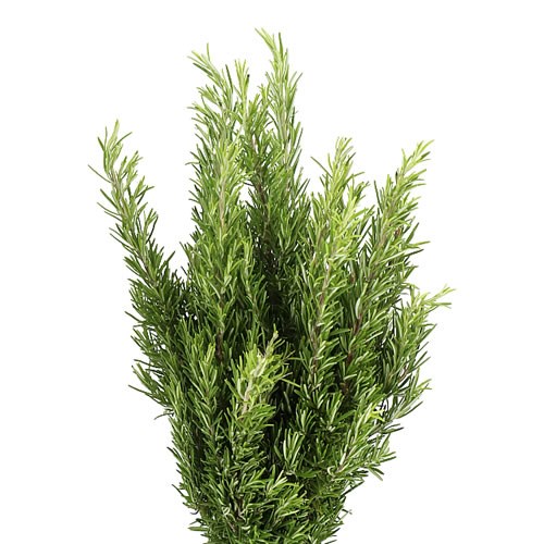 ROSEMARY (FRESH)