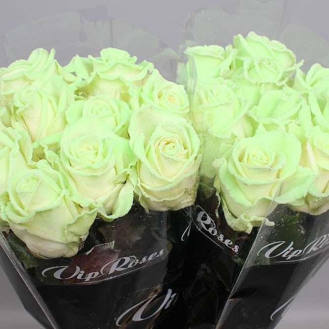 ROSES THAT GLOW IN THE DARK (99)