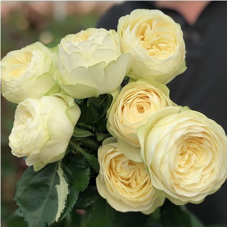 ROSe PURE BLONDE (SMALL HEADS)