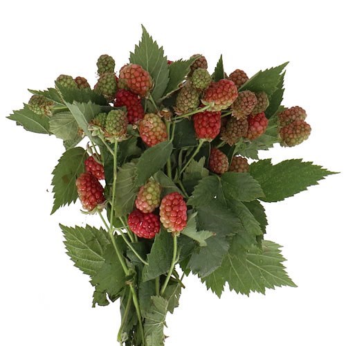 RUBUS CHESTER
