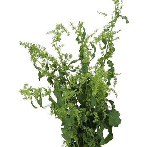 RUMEX CRISPUS UNICORN