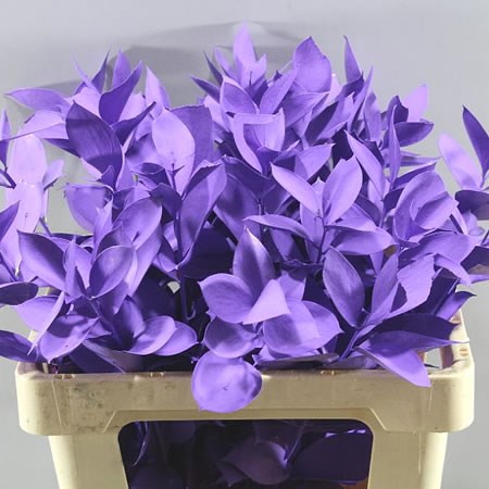 RUSCUS DYED DARK LILAC