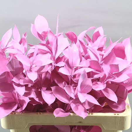 RUSCUS DYED NEW PINK