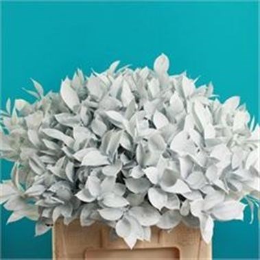 RUSCUS DYED WHITE