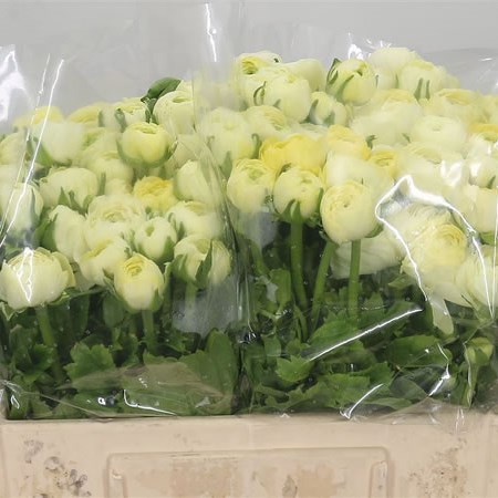 Ranuculus Elegance Cream