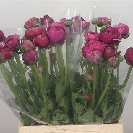 Ranunculus Aazur Purple
