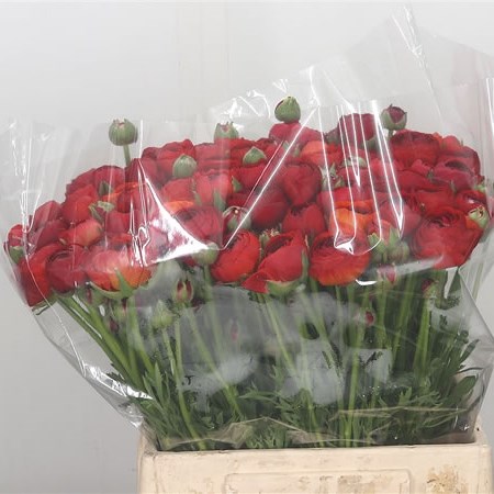Ranunculus Aazur Red
