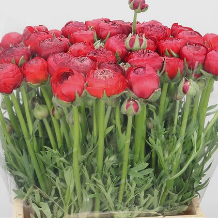 Ranunculus Aazur Red