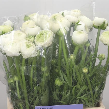 Ranunculus Aazur White