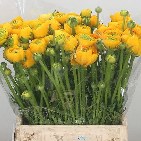 Ranunculus Aazur Yellow
