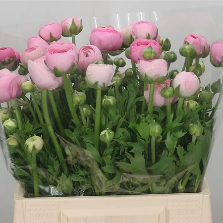 Ranunculus Amandine Pink