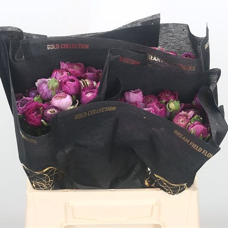 Ranunculus Amandine Purple