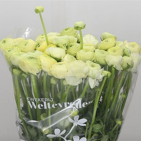 Ranunculus Azuur Cream Extra