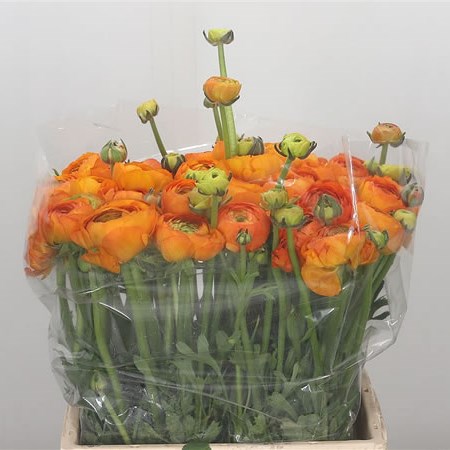 Ranunculus Azuur Orange (Extra)