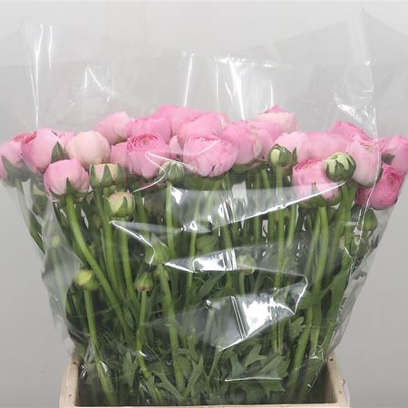 Ranunculus Azuur Pale Pink