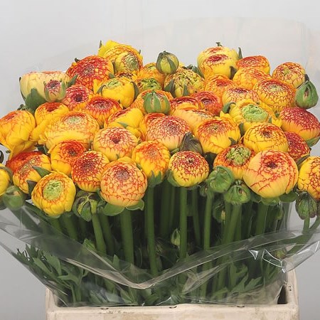 Ranunculus Azuur Picotee