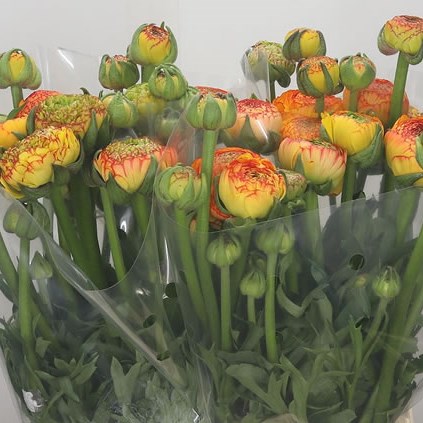 Ranunculus Azuur Picotee