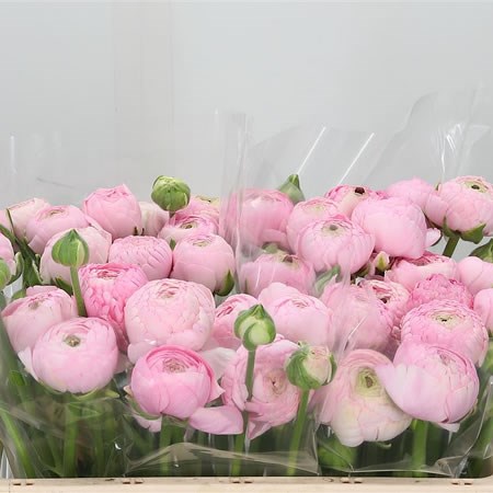 Ranunculus Azuur Pink