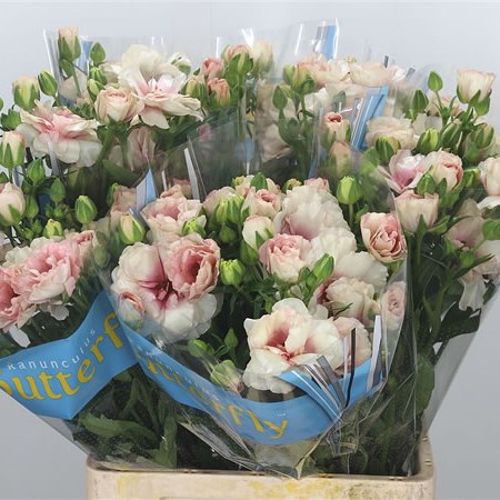Ranunculus Butterfly Ariadne