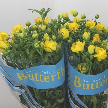 Ranunculus Butterfly Artemis