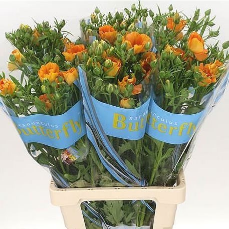 Ranunculus Butterfly Charis
