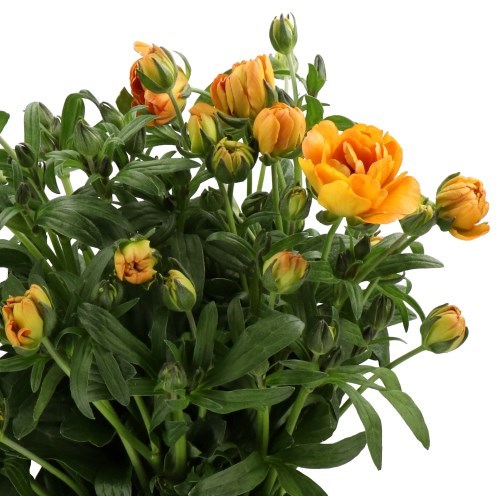Ranunculus Butterfly Galathea