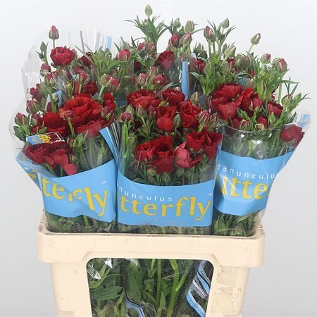 Ranunculus Butterfly Hades