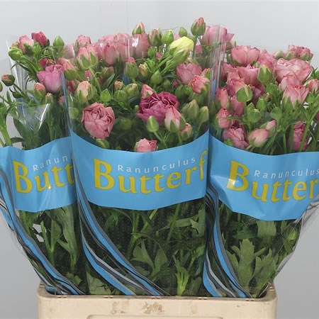 Ranunculus Butterfly Hera