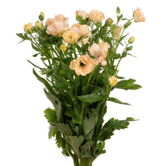 Ranunculus Butterfly Hestia