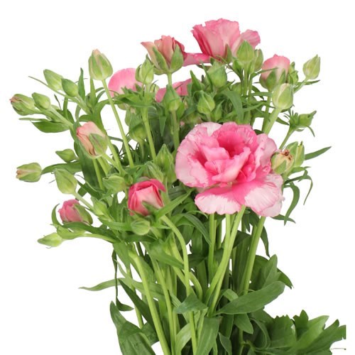Ranunculus Butterfly Jupiter