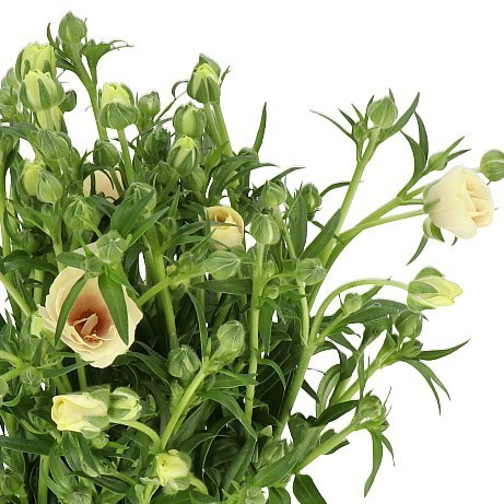 Ranunculus Butterfly Keramos
