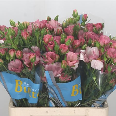 Ranunculus Butterfly Lycia