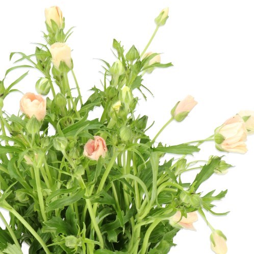 Ranunculus Butterfly Melissa