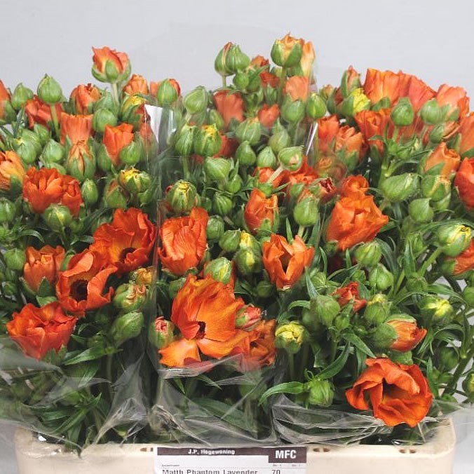 Ranunculus Butterfly Minoan