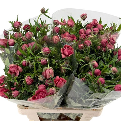 Ranunculus Butterfly Moderna Carezza