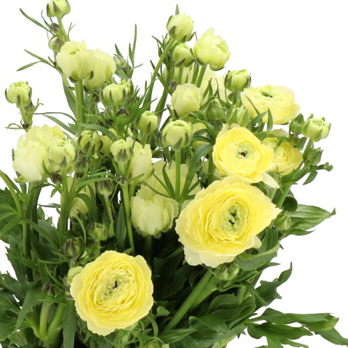 Ranunculus Butterfly Moderna Limoncello