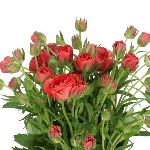 Ranunculus Butterfly Musa