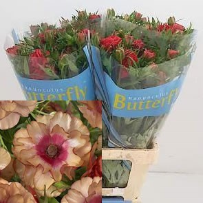 Ranunculus Butterfly Musa