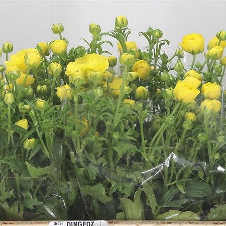 Ranunculus Butterfly Phytalos
