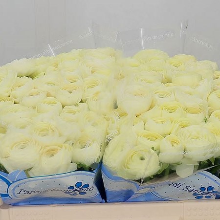 Ranunculus Cloony Commedia