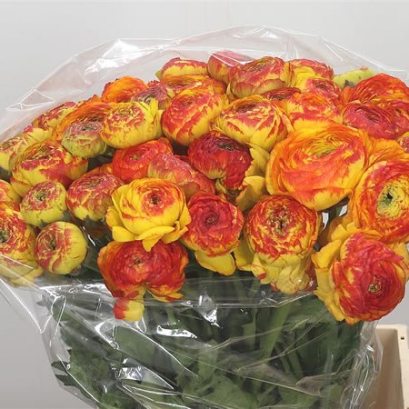 Ranunculus Cloony Elios