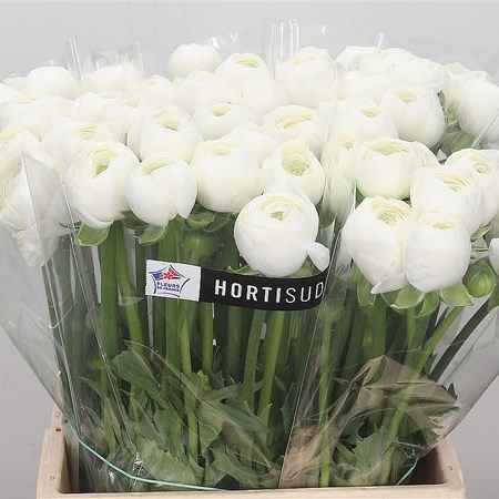 Ranunculus Cloony Firenze