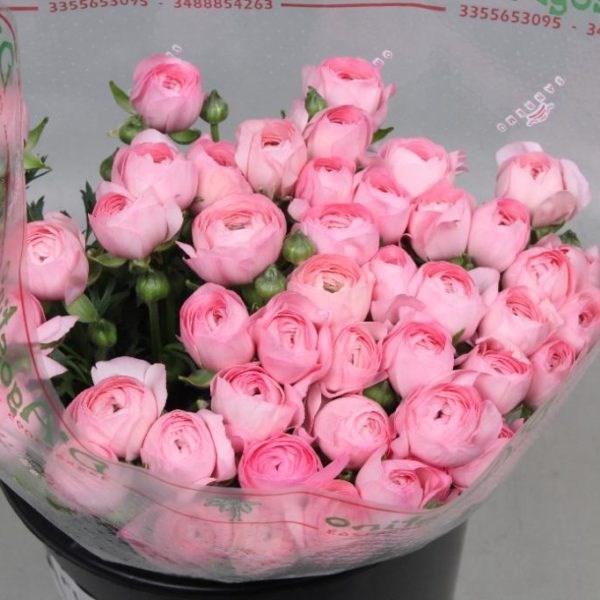 Ranunculus Cloony Flamingo