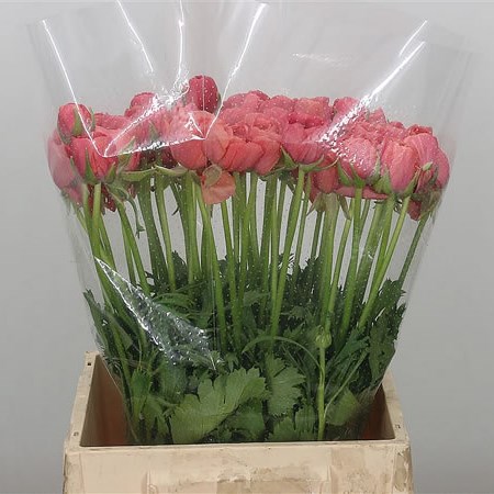 Ranunculus Cloony Fragolino